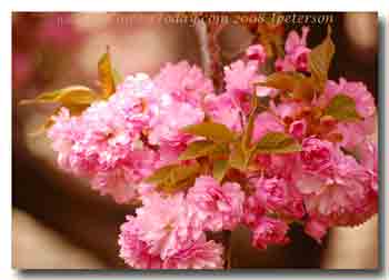 Chesterbrook Flowering Cherry Tree 2008