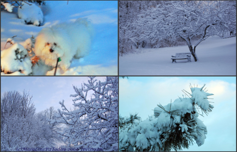 Daisy Bichon Puppy Snow Photo