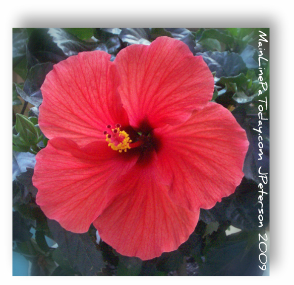 Hibiscus Philadelphia Flower Show